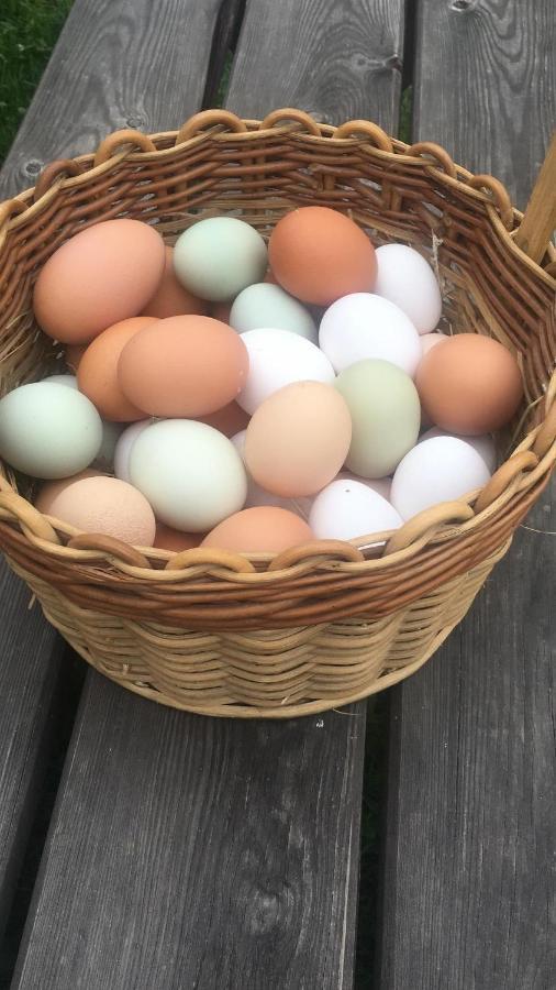 Ferienhof Weber Nieratz Wangen im Allgäu Dış mekan fotoğraf