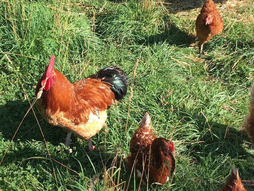 Ferienhof Weber Nieratz Wangen im Allgäu Dış mekan fotoğraf