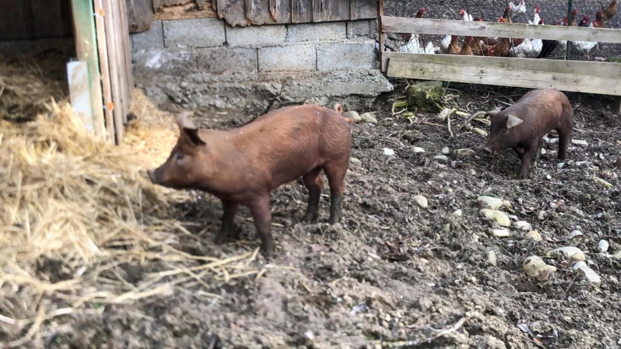 Ferienhof Weber Nieratz Wangen im Allgäu Dış mekan fotoğraf